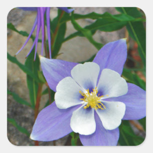 Sticker Carré Colonne bleue