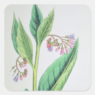 Sticker Carré Comfrey commun, plaque MCXVI, c.1800
