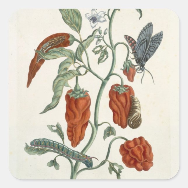 Sticker Carré Comfrey, de 'A Curious Herbal', 1782 (couleur eng (Devant)
