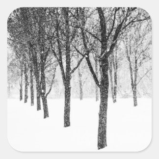 Sticker Carré comme je prends le parti des arbres