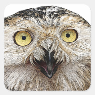 Sticker Carré Comment Es-Tu ? Owl Qui Êtes-Vous ?