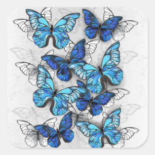Sticker Carré Composition des White and Blue Butterflies