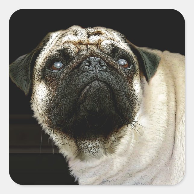 Sticker Carré Conception de chiens pour les amateurs de moules (Devant)