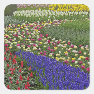 Sticker Carré Conception de jardin de jacinthe de raisin et de t