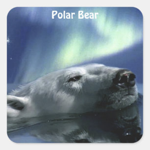 Sticker Carré Conception de l'ours pour les animaux et les anima