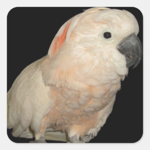 Sticker Carré Conception de perroquets de Cockatoo Moluccan