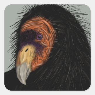Sticker Carré Condor de Californie