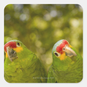 Sticker Carré Copan, Honduras