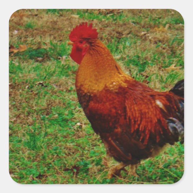 Sticker Carré Coq dans le triage (Devant)