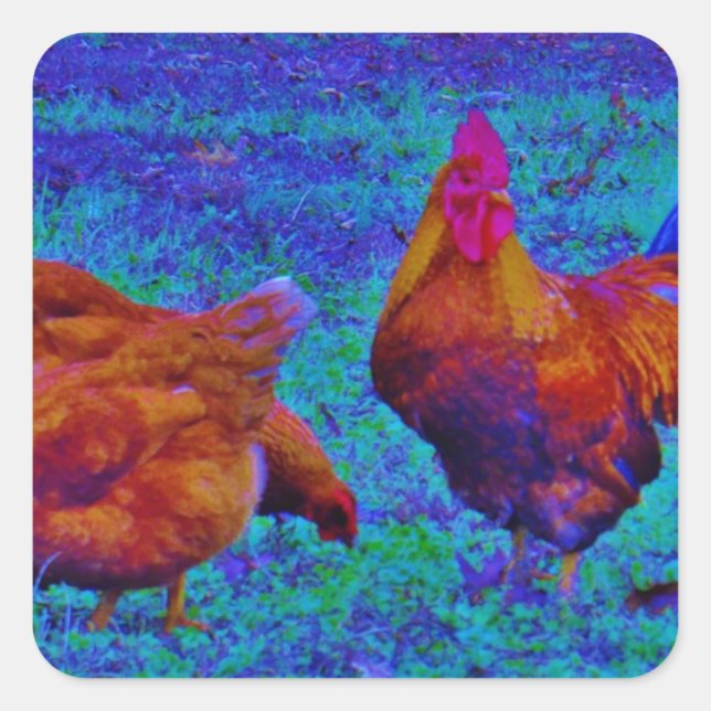 Sticker Carré Coq et poules arc-en-ciel, bleu électrique (Devant)