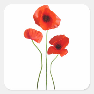 Sticker Carré coquelicot -poppy