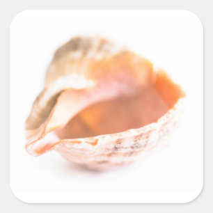 Sticker Carré Coquillage