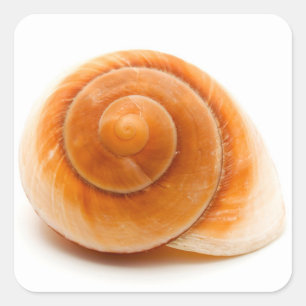 Sticker Carré Coquillage