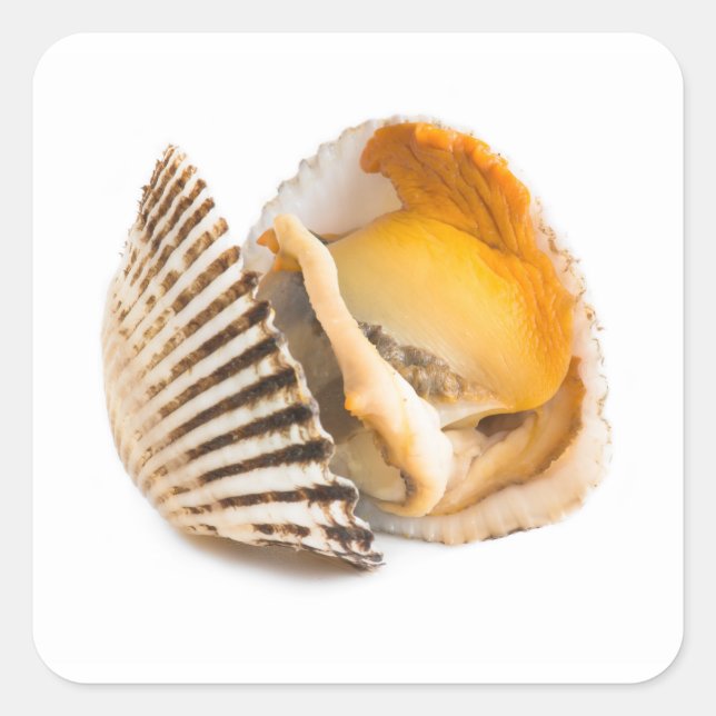 Sticker Carré Coquille (Devant)
