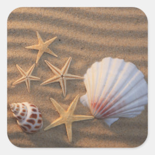 Sticker Carré Coquilles De Mer Et Éternuers