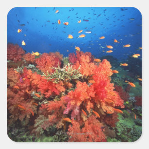 Sticker Carré Coral and fish