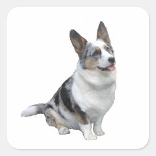 Sticker Carré Corgi bleu merle gallois