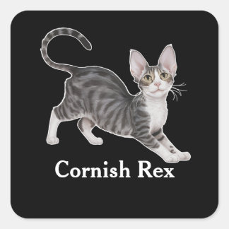 Sticker Carré Cornish Rex