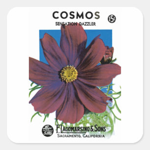 Sticker Carré Cosmos