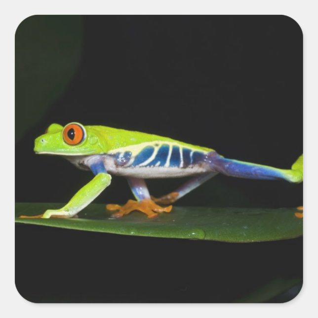 Sticker Carré Costa Rica, Grenouille aux yeux rouges (Agalychnis (Devant)