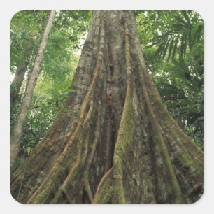 Sticker Carré Costa Rica, parc national de Corcovado, Contrefort