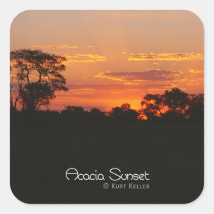 Sticker Carré Coucher de soleil Acacia