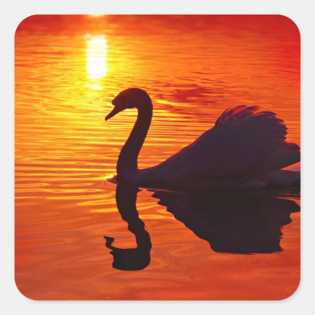 Sticker Carré Coucher de soleil avec Swan (Devant)