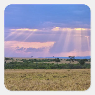 Sticker Carré Coucher de soleil sur le Masai Mara.