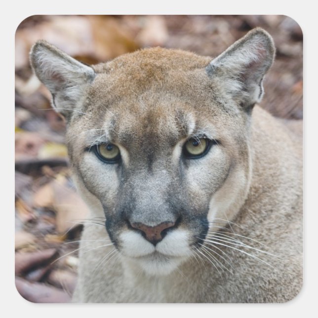 Sticker Carré Cougar, lion de montagne, panthère de Floride, Pum (Devant)