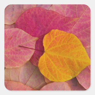 Sticker Carré Couleur d'automne sur le sébaste de Forest Pansy