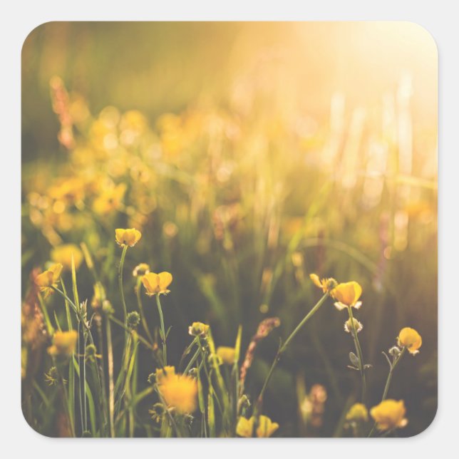 Sticker Carré Coupe de beurre - Coucher du soleil (Devant)