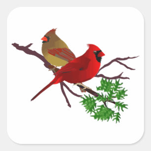 Sticker Carré Couple cardinal sur une branche