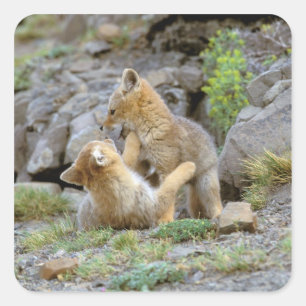 Sticker Carré Couple de Fox gris d'Amérique du Sud (Lycalopex gr