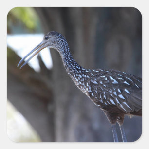Sticker Carré Courlan huppé, l'oiseau qui pleure