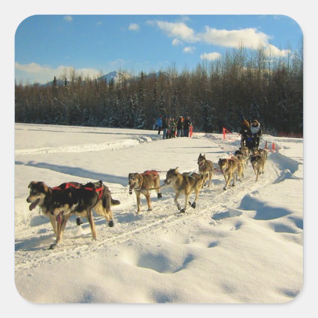 Sticker Carré Course de chiens de traîneau Iditarod Trail (Devant)