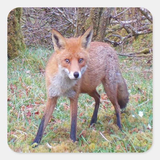 Sticker Carré Couteau Renard rouge (Devant)