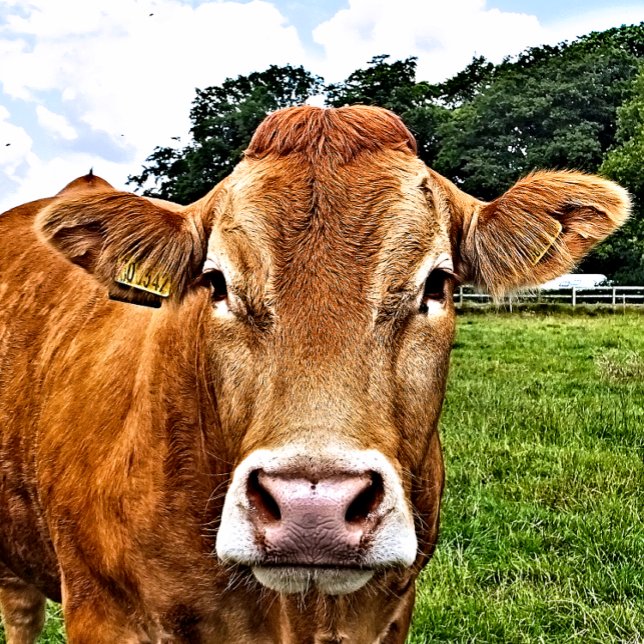 Sticker Carré COW Cute (A photographic design of a cute cow.)
