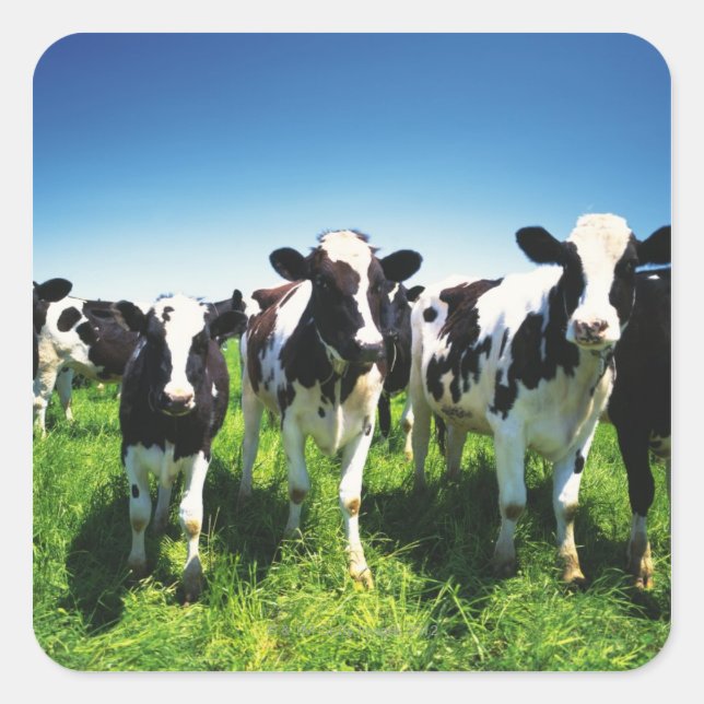 Sticker Carré Cows in the field, Betsukai town, Hokkaido (Devant)