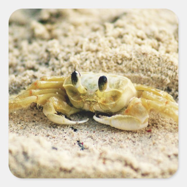 Sticker Carré Crabe de sable, Curaçao, îles des Caraïbes, photo (Devant)