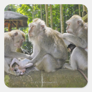Sticker Carré Crabe-mangeant le Macaque, fasciularis de Macaca,