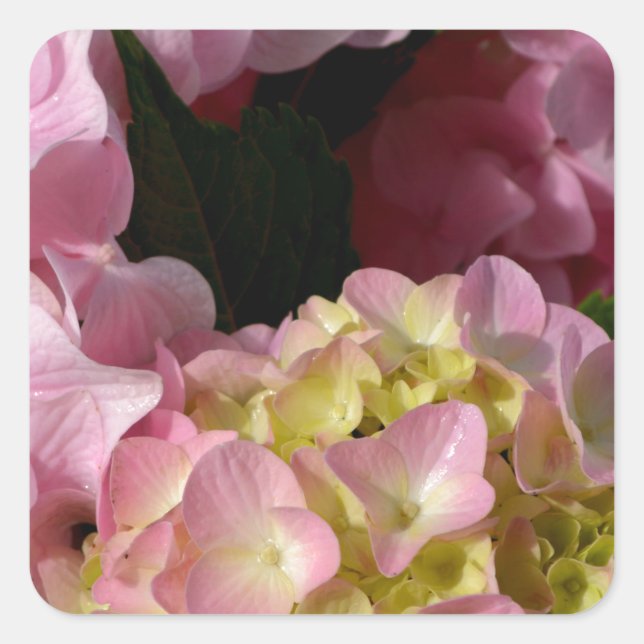 Sticker Carré Crème rose Hydrangeas jaune rose vert floral (Devant)