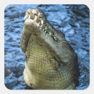 Sticker Carré Crocodile Dents Eau