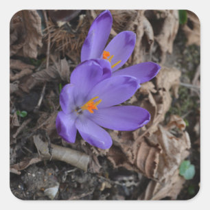 Sticker Carré Crocus de bois à fleurs violettes