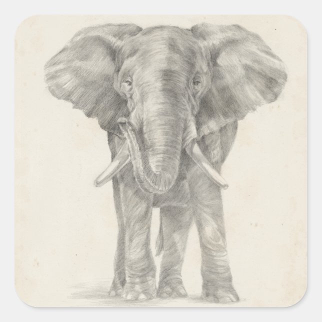 Sticker Carré Croquis éléphant (Devant)
