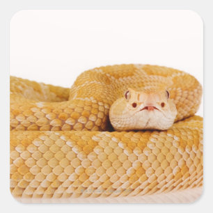 Sticker Carré Crotlesnake de l'Ouest de l'Albino (Crotalus A