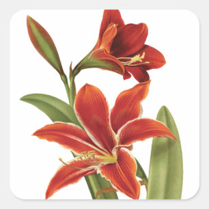 Sticker Carré Cru rouge de fleur de Noël d'amaryllis botanique
