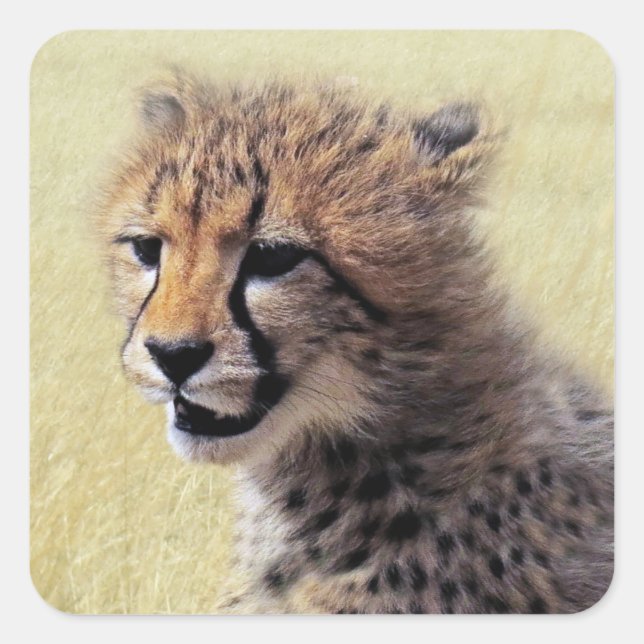 Sticker Carré Cube bébé Cheetah Cub (Devant)