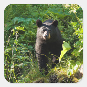 Sticker Carré Curieux ours noir