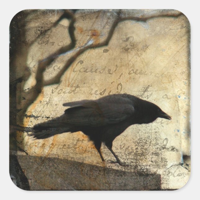 Sticker Carré Curious crow (Devant)