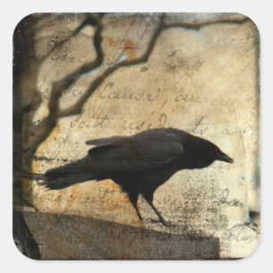 Sticker Carré Curious crow